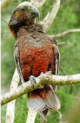 New Zealand Kaka