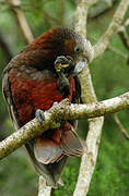 New Zealand Kaka