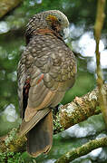 New Zealand Kaka