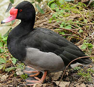 Rosy-billed Pochard