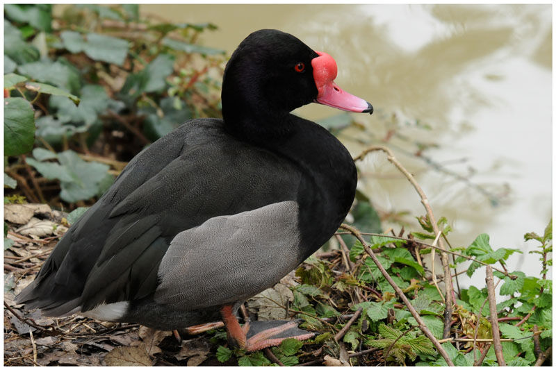 Rosy-billed Pochard male adult