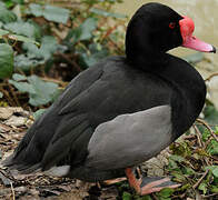 Rosy-billed Pochard