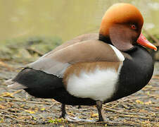 Red-crested Pochard