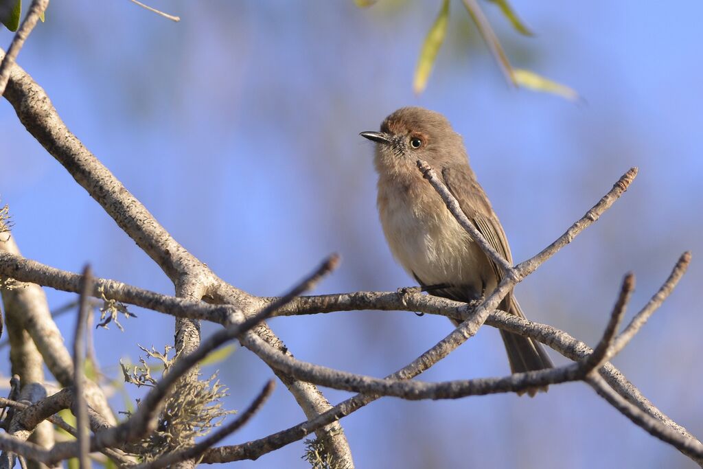 Newtonie d'Archboldadulte, identification