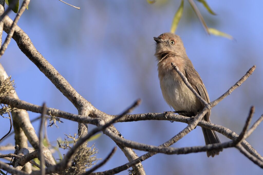 Newtonie d'Archboldadulte, identification