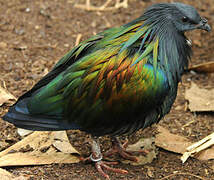 Nicobar Pigeon