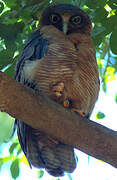 Rufous Owl