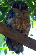 Rufous Owl