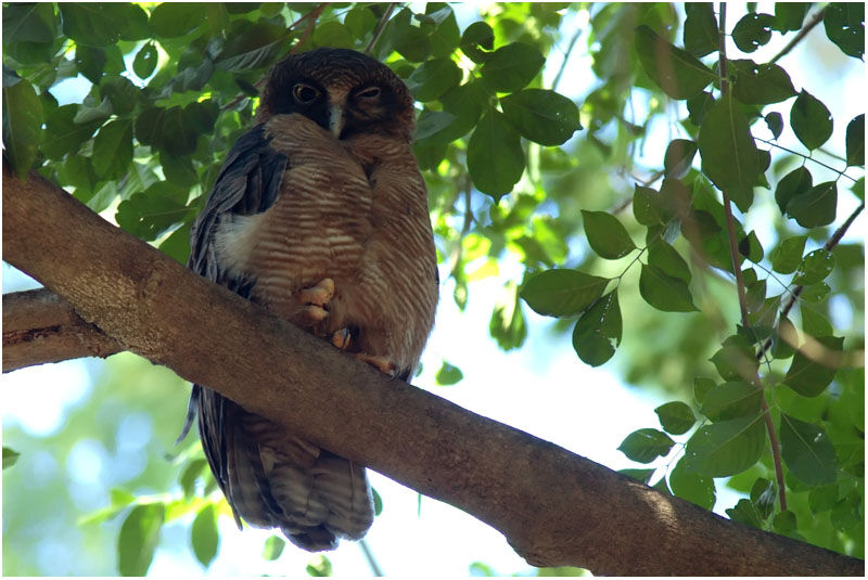 Rufous Owladult