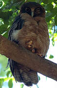 Rufous Owl