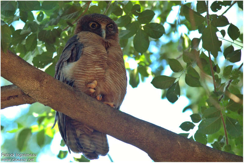 Rufous Owladult, identification