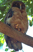 Rufous Owl