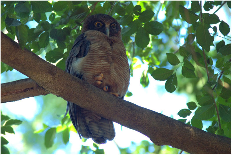 Rufous Owladult