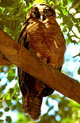 Rufous Owl