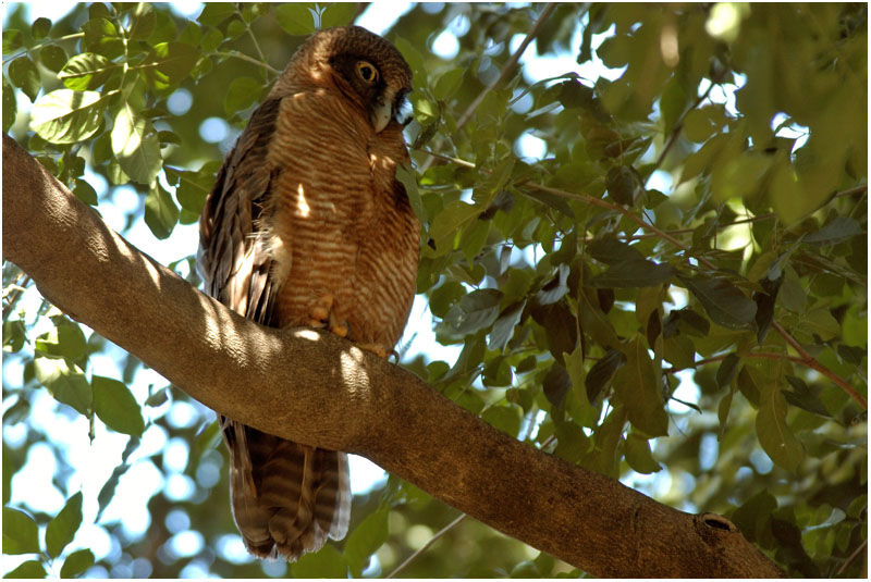 Rufous Owladult, identification