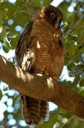 Rufous Owl