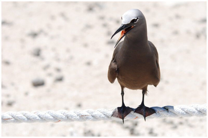 Brown Noddyadult