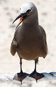 Brown Noddy