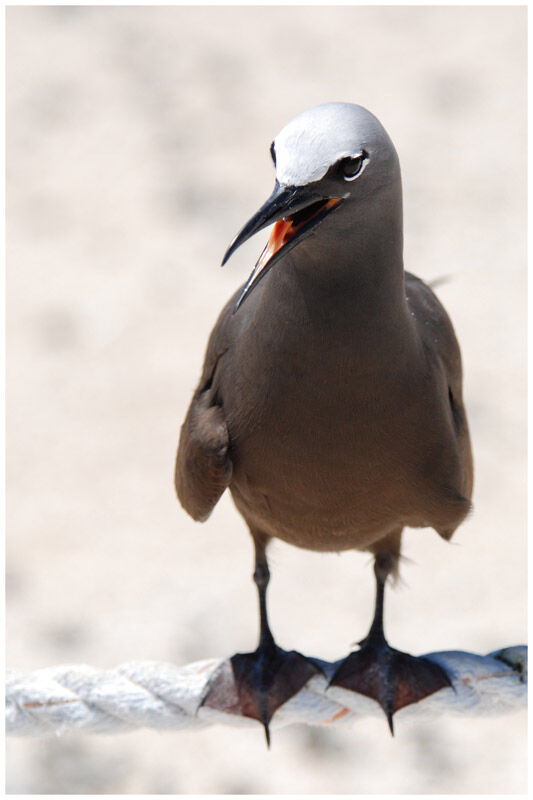 Brown Noddyadult