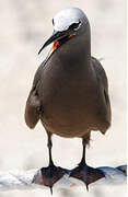 Brown Noddy