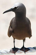 Brown Noddy