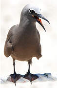 Brown Noddy