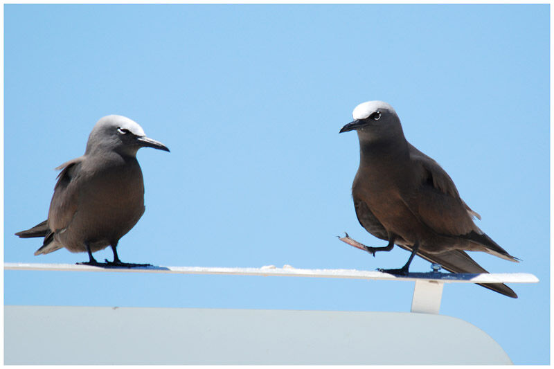 Brown Noddyadult