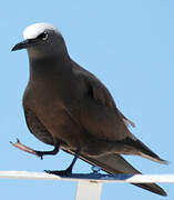 Brown Noddy