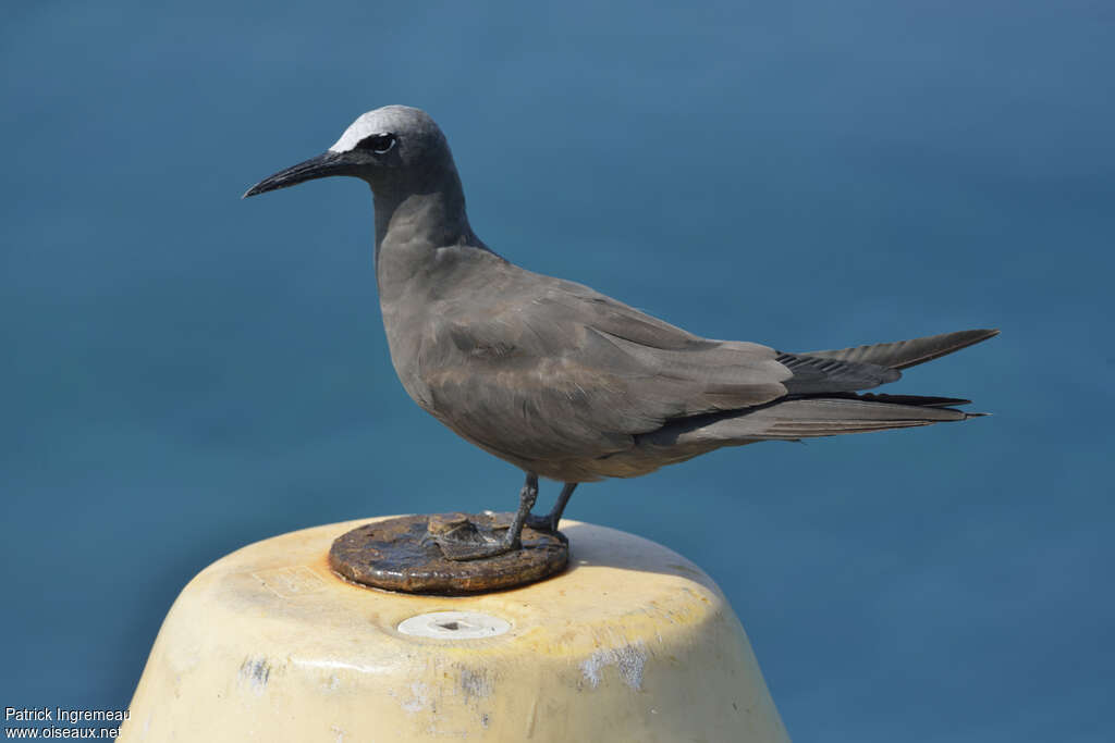 Noddi brunadulte, identification