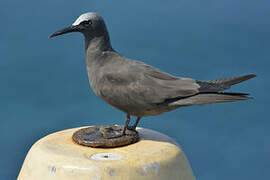 Brown Noddy