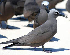 Brown Noddy