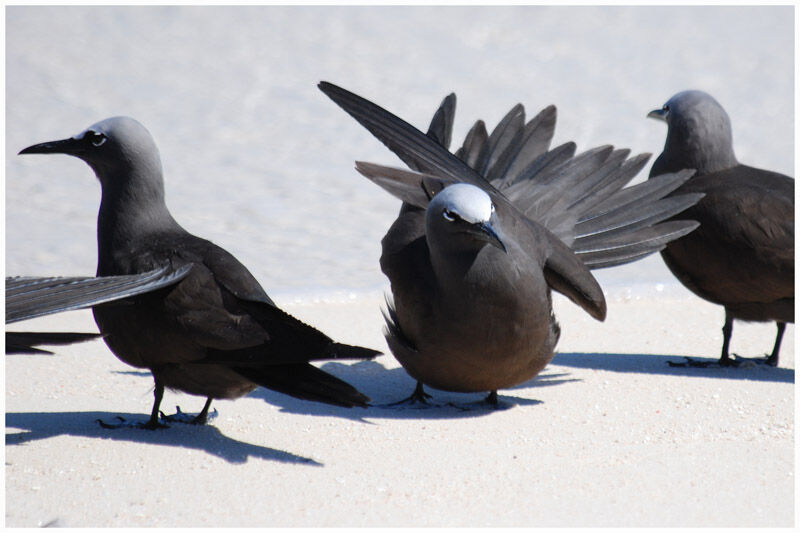 Brown Noddyadult