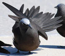 Brown Noddy