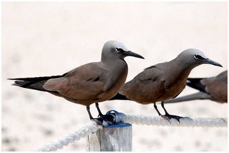 Brown Noddyadult