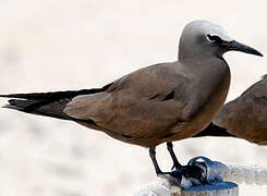 Brown Noddy