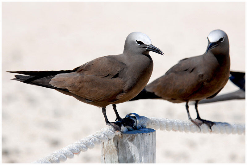 Brown Noddyadult