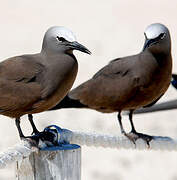 Brown Noddy