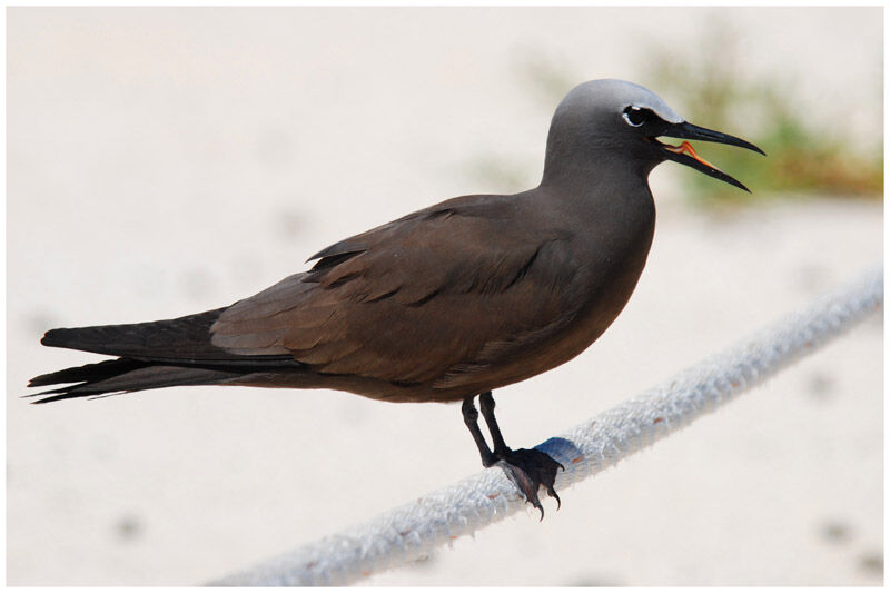 Brown Noddyadult