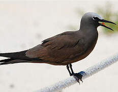 Brown Noddy