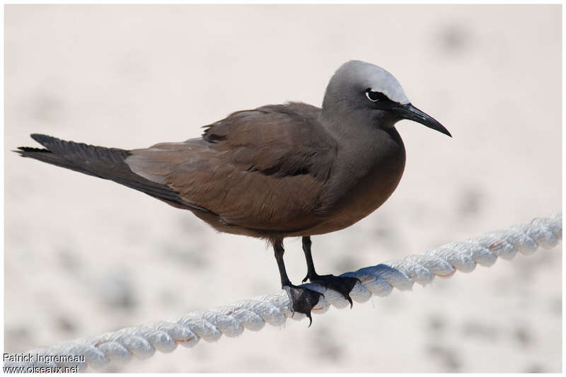 Brown Noddyadult, identification