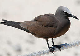 Brown Noddy