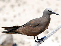 Brown Noddy