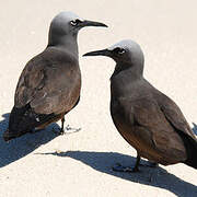 Brown Noddy