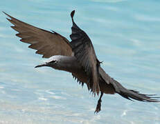 Brown Noddy