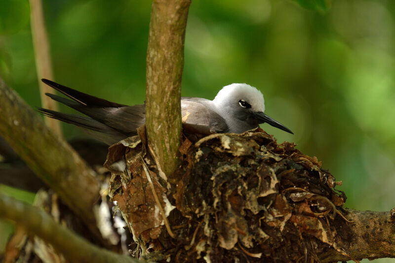 Lesser Noddyadult, Reproduction-nesting