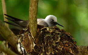 Lesser Noddy