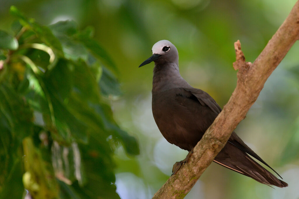 Lesser Noddyadult