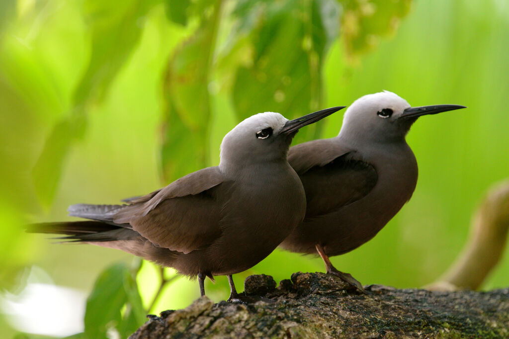 Lesser Noddyadult