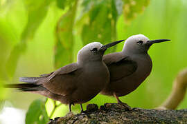 Lesser Noddy