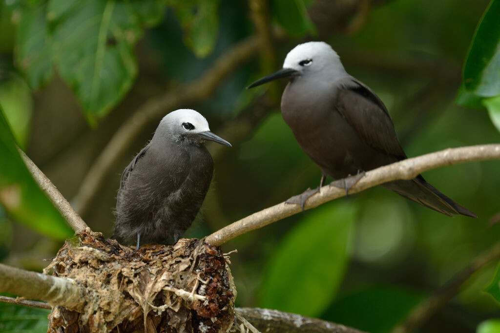 Lesser Noddyjuvenile